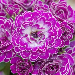 Primula Belarina Mixed -Flower Harvest Shop 480954 2