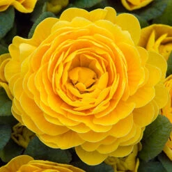 Primula Belarina Mixed -Flower Harvest Shop 480954 3