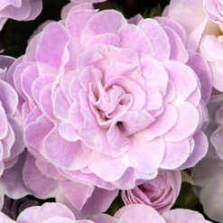 Primula Belarina Mixed -Flower Harvest Shop 480954 4