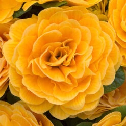 Primula Belarina Mixed -Flower Harvest Shop 480954 6