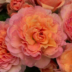 Primula Belarina Mixed -Flower Harvest Shop 480954 7