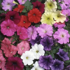 Petunia 'Frenzy' Mix