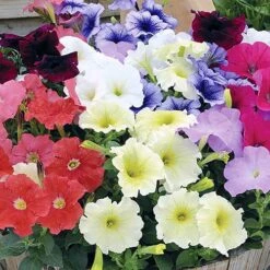 Petunia 'Frenzy' Mix -Flower Harvest Shop 490091 2
