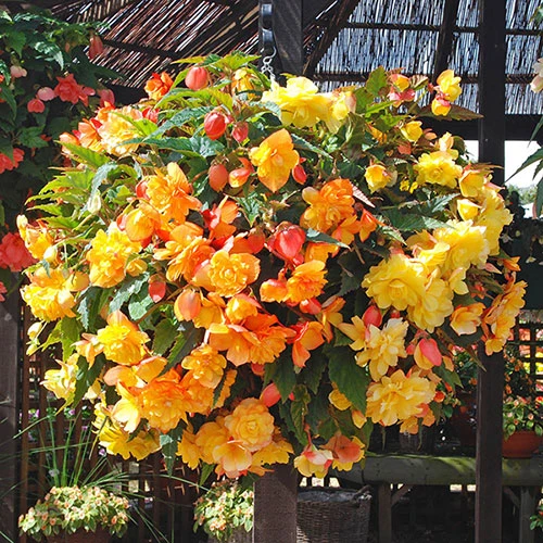Begonia 'Apricot Shades' Mix 2 Begonia 'Apricot Shades' Mix - Image 2