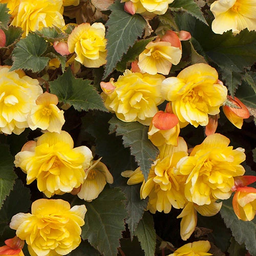 Begonia 'Apricot Shades' Mix 5 Begonia 'Apricot Shades' Mix - Image 5