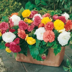 Begonia 'Non Stop' Mix