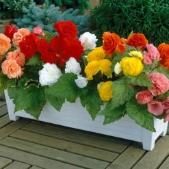 Begonia 'Non Stop' Mix -Flower Harvest Shop 490200 2
