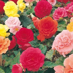 Begonia 'Non Stop' Mix -Flower Harvest Shop 490200 3