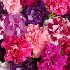 Petunia Bolero -Flower Harvest Shop 490235 2