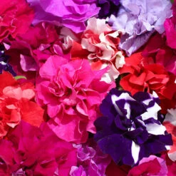 Petunia Bolero -Flower Harvest Shop 490235 3