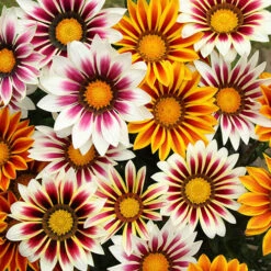 Gazania Firecracker -Flower Harvest Shop 490242 1