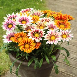 Gazania Firecracker -Flower Harvest Shop 490242 2