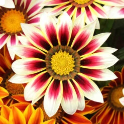 Gazania Firecracker -Flower Harvest Shop 490242 3