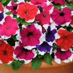 Petunia Express Ice 4 Petunia Express Ice -Flower Harvest Shop 490316 1