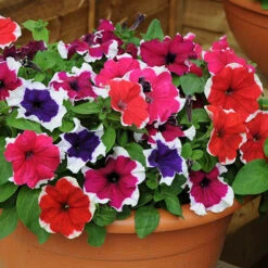 Petunia Express Ice 5 Petunia Express Ice -Flower Harvest Shop 490316 2