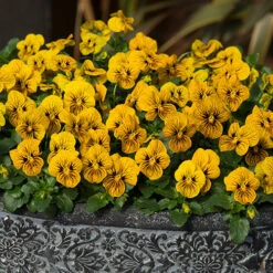 Flower Harvest Shop -Flower Harvest Shop 490332 1