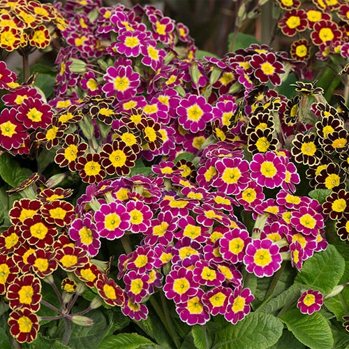 Polyanthus Victoriana Mixed Lace 1 Polyanthus Victoriana Mixed Lace