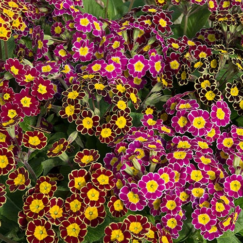 Polyanthus Victoriana Mixed Lace 2 Polyanthus Victoriana Mixed Lace - Image 2