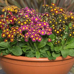 Polyanthus Victoriana Mixed Lace 7 Polyanthus Victoriana Mixed Lace -Flower Harvest Shop 490349 3