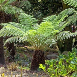 Tree Fern Dicksonia Antarctica Log 20cm Tall -Flower Harvest Shop 500073 3