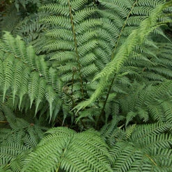 Tree Fern Dicksonia Antarctica Log 20cm Tall -Flower Harvest Shop 500073 5