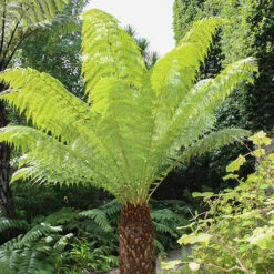 Tree Fern 'Dicksonia Antarctica' -Flower Harvest Shop 500233 2
