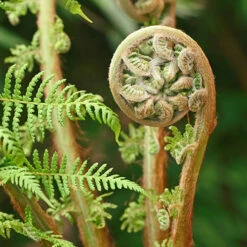 Tree Fern 'Dicksonia Antarctica' -Flower Harvest Shop 500233 4