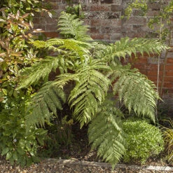 Tree Fern 'Dicksonia Antarctica' -Flower Harvest Shop 500233 6