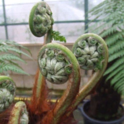 Tree Fern 'Dicksonia Antarctica' -Flower Harvest Shop 500233 7