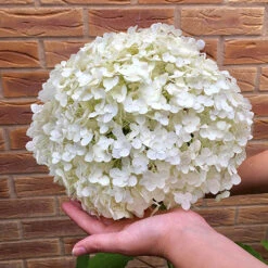 Tree Hydrangea 'Incrediball' -Flower Harvest Shop 510009 2