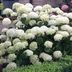 Tree Hydrangea 'Incrediball' -Flower Harvest Shop 510009 3