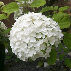 Tree Hydrangea 'Incrediball' -Flower Harvest Shop 510009 4