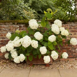 Tree Hydrangea 'Incrediball' -Flower Harvest Shop 510009 5