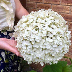 Tree Hydrangea 'Incrediball' -Flower Harvest Shop 510009 6
