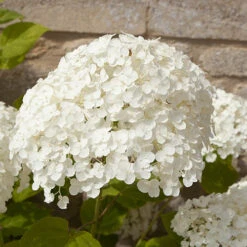 Tree Hydrangea 'Incrediball' -Flower Harvest Shop 510009 7