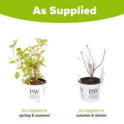 Tree Hydrangea 'Incrediball' -Flower Harvest Shop 510009 8