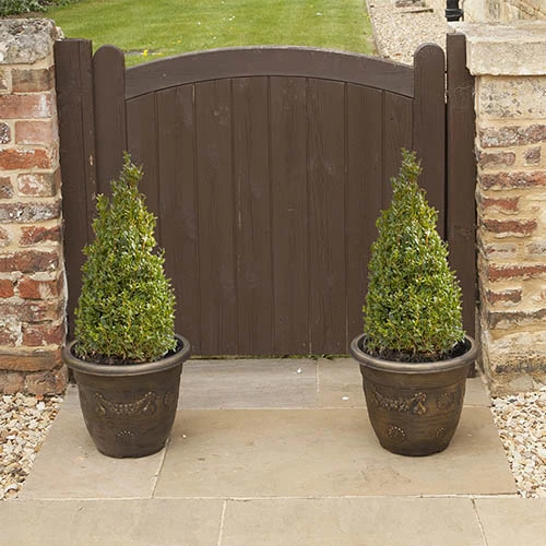 Pair Of Buxus Box Pyramids 1 Pair Of Buxus Box Pyramids