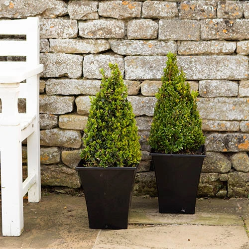 Pair Of Buxus Box Pyramids 2 Pair Of Buxus Box Pyramids - Image 2