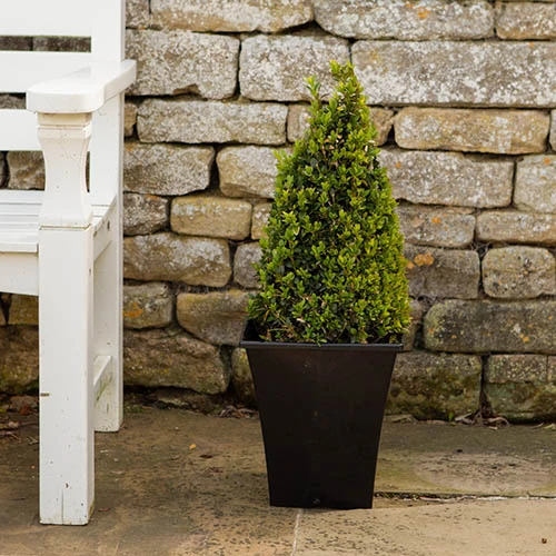 Pair Of Buxus Box Pyramids 4 Pair Of Buxus Box Pyramids - Image 4