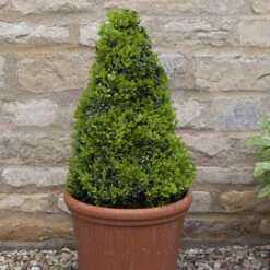 Pair Of Buxus Box Pyramids 12 Pair Of Buxus Box Pyramids -Flower Harvest Shop 510034 4