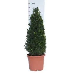 Pair Of Buxus Box Pyramids 13 Pair Of Buxus Box Pyramids -Flower Harvest Shop 510034 5