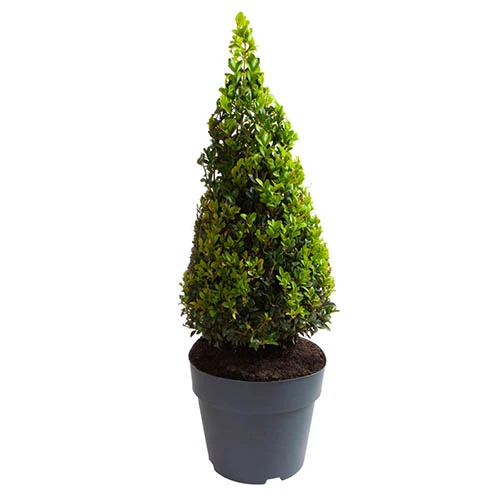 Pair Of Buxus Box Pyramids 8 Pair Of Buxus Box Pyramids - Image 8