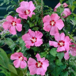 Hardy Hibiscus Collection - 3 Varieties -Flower Harvest Shop 510152 1