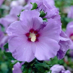 Hardy Hibiscus Collection - 3 Varieties -Flower Harvest Shop 510152 3
