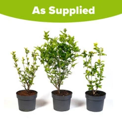 Hardy Hibiscus Collection - 3 Varieties -Flower Harvest Shop 510152 4