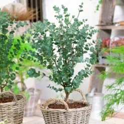 Pair Of Eucalyptus Gunnii 'Azura' 4 Pair Of Eucalyptus Gunnii 'Azura' -Flower Harvest Shop 510160 1