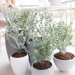 Pair Of Eucalyptus Gunnii 'Azura' 5 Pair Of Eucalyptus Gunnii 'Azura' -Flower Harvest Shop 510160 2