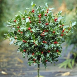 Holly Ilex X Meserveae 'Blue Maid' Standard -Flower Harvest Shop 510182 1