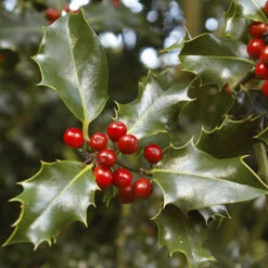 Holly Ilex X Meserveae 'Blue Maid' Standard -Flower Harvest Shop 510182 2