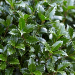 Holly Ilex X Meserveae 'Blue Maid' Standard -Flower Harvest Shop 510182 3